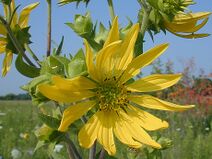 Silphium integrifolium.jpg