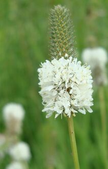 Dalea candida.jpg