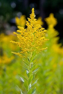 Solidago canadensis.jpg