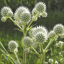 Eryngium yuccifolium.jpg