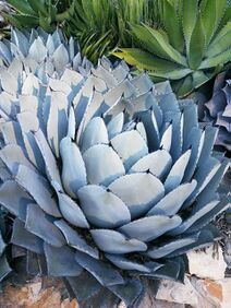 Agave parryi.jpg