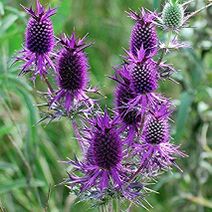 Eryngium leavenworthii.jpg