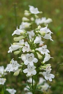 Penstemon digitalis.jpg