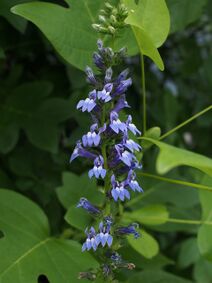 Lobelia siphilitica.jpg