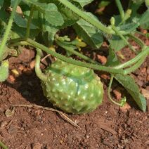 Cucumis anguria.jpg