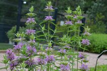 Monarda citriodora.jpg