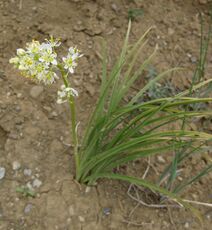 Zigadenus venenosus.jpg