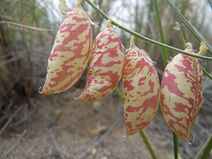 Astragalus ceramicus var filifolius.jpg