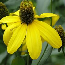 Rudbeckia laciniata.jpg