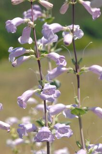 Penstemon grandiflorus.jpg