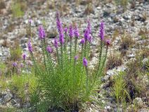 Liatris punctata.jpg