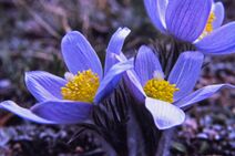 Pulsatilla patens.jpg