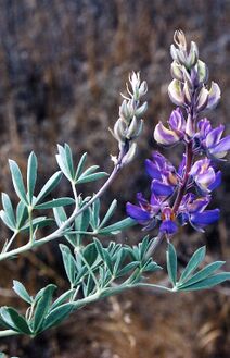 Lupinus formosus.jpg