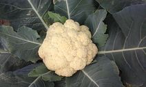 Cauliflower.jpg