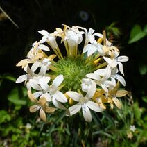 Collomia grandiflora.jpg