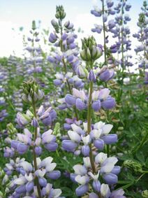 Lupinus rivularis.jpg