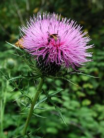 Cirsium discolor.jpg