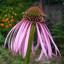 Echinacea pallida.jpg