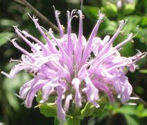 Monarda fistulosa.jpg