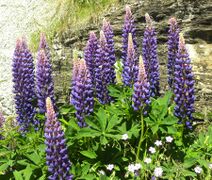 Lupinus polyphyllus.jpg