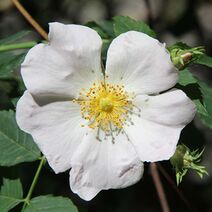 Rosa canina.jpg