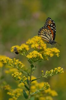 Solidago rigida.jpg