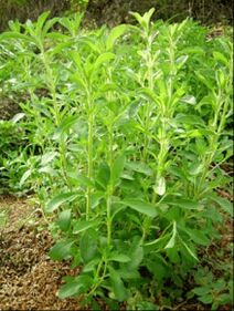 Stevia rebaudiana.jpg