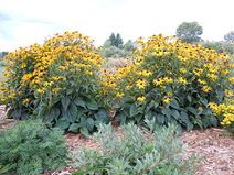 Rudbeckia hirta.jpg