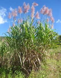 Saccharum officinarum.jpg