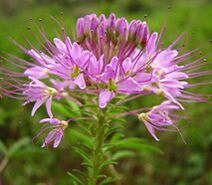 Cleome serrulata.jpg