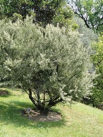 Colletia armata.jpg