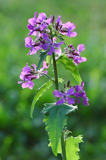 Lunaria annua.jpg