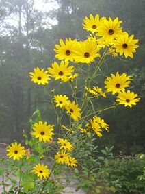 Helianthus angustifolius.jpg