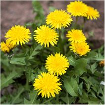 Taraxacum officinale.jpg