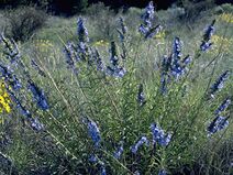 Salvia azurea.jpg