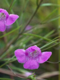 Agalinis tenuifolia.jpg