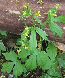 Ranunculus pennsylvanicus.jpg