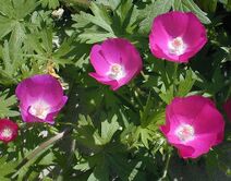 Callirhoe involucrata.jpg