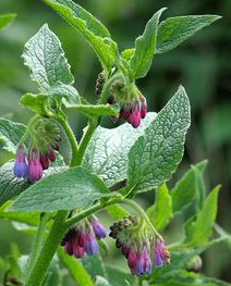 Comfrey bocking 14.jpg