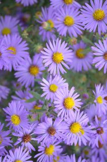 Symphyotrichum oblongifolium.jpg