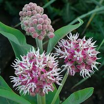 Asclepias speciosa.jpg