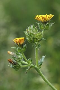 Picris echioides.jpg