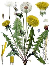 Taraxacum variegatum.jpg