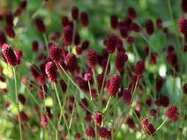 Sanguisorba officinalis.jpg