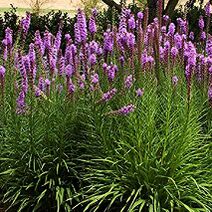 Liatris pycnostachya.jpg