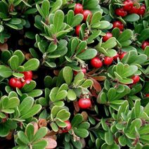 Arctostaphylos uva-ursi.jpg