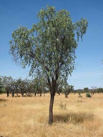 Santalum lanceolatum.jpg