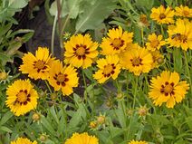 Coreopsis lanceolata.jpg