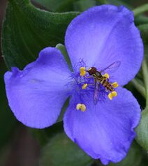 Tradescantia virginiana.jpg