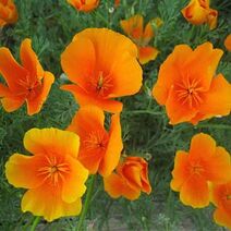 Eschscholzia californica.jpg